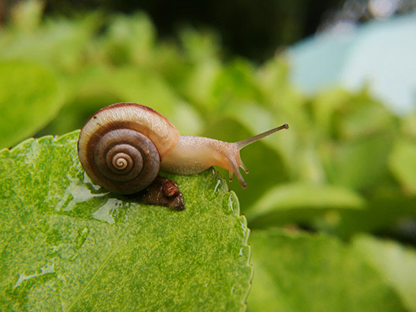 蜗牛怎么养 蜗牛的养法