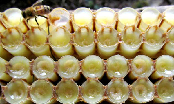 蜂王浆的作用与功效 蜂王浆给人带来哪些好处