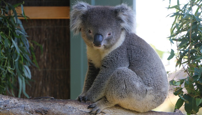 澳洲国宝动物 澳大利亚的国宝是