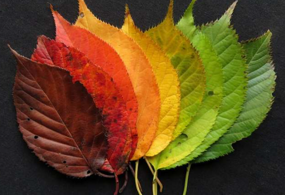 秋天的落叶怎么拍好看 落叶创意拍摄技巧分享