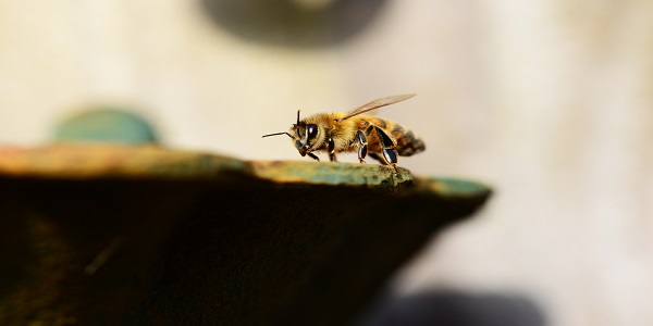 蜜蜂蛰了怎么消肿 被蜜蜂蛰了找不到刺怎么办