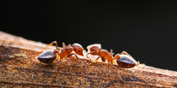 家中有蚂蚁怎么办 室内有蚂蚁怎么解决
