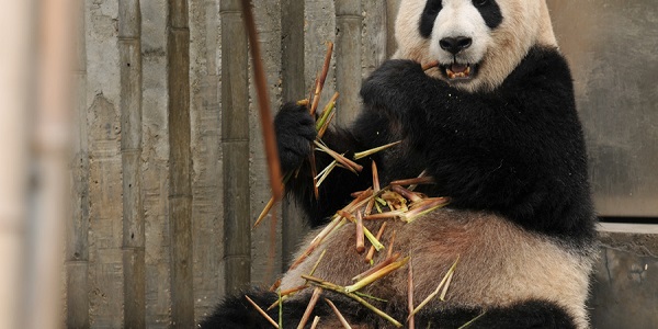 大熊猫为什么是国宝 大熊猫成为国宝的原因