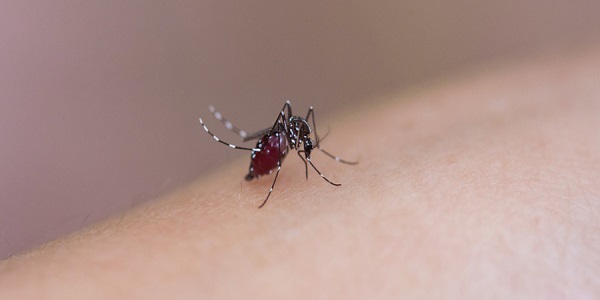 为什么有些人招蚊子 有的人很容易被蚊子咬是怎么回事
