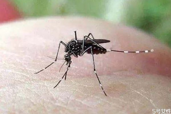 被蚊子咬了怎么止痒消肿 蚊子为什么要吸血