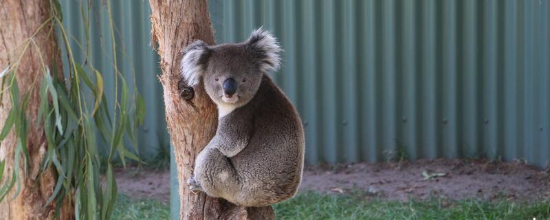 澳洲国宝动物 澳大利亚的国宝是