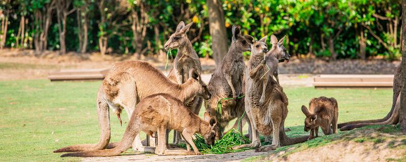 澳洲动物代表 澳洲有什么特别的动物
