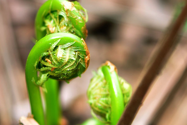 蕨菜致癌是真的吗 蕨菜吃了是否影响健康