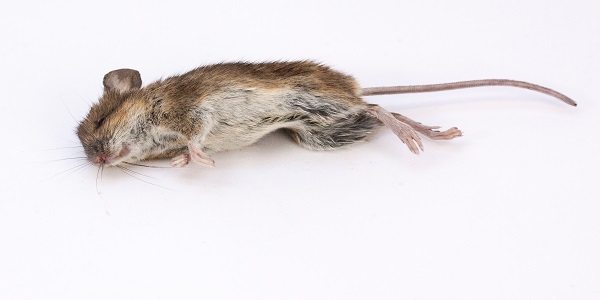 灭鼠好方法 怎么消灭老鼠