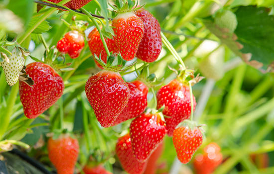 草莓是什么季节的水果 草莓什么时候成熟