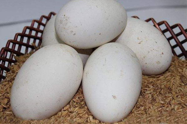孕妇可以吃鹅蛋吗 鹅蛋有什么营养价值