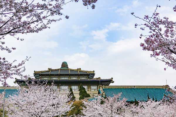 武汉大学的樱花谢幕了吗 武汉大学的樱花节结束了吗