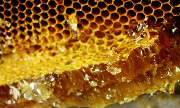 蜂胶的作用与功效 蜂胶有哪些养生保健功效