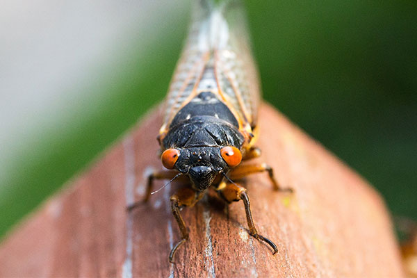 蝉是益虫还是害虫 蝉有什么功效与作用