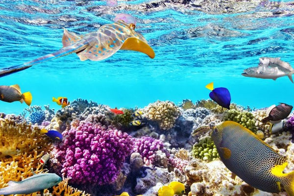 澳大利亚大堡礁值得去吗 大堡礁最佳旅行时间