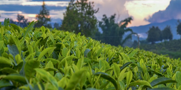 中国十大绿茶有哪些 比较出名的绿茶有哪些