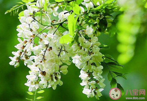 哪种槐树的花朵是可以吃的 蚂蚁庄园3月30日答案