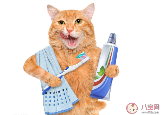 猫咪需要刷牙吗 不刷牙会影响猫咪寿命是真的吗
