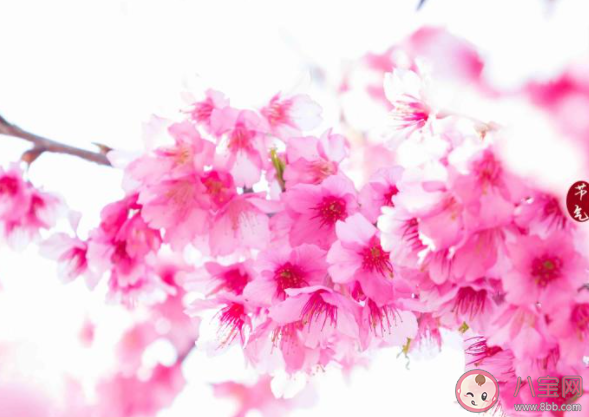 樱花和樱桃花是同一种花吗 樱花和樱桃花具体区别是什么