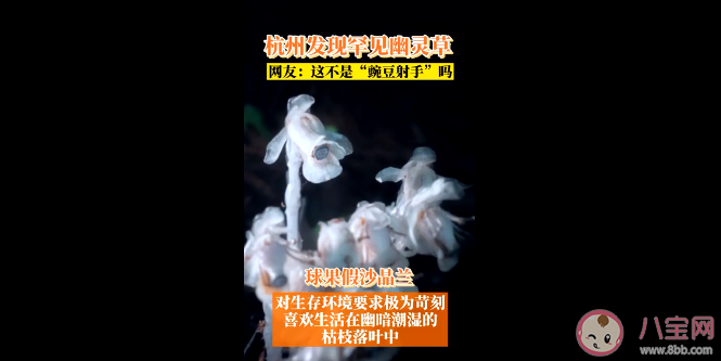 杭州哪里发现罕见幽灵草 幽灵草是什么