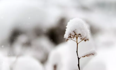 下雪对农事的好处包括什么 蚂蚁庄园12月7日答案