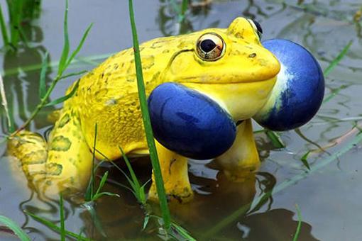 印度黄色青蛙是怎么回事?黄色青蛙是什么品种?