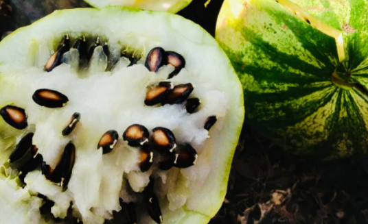 明代人民最常见的瓜子是什么 蚂蚁庄园1月11日答案
