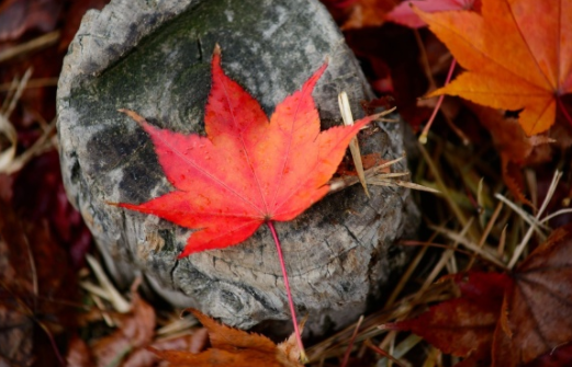 秋天的落叶怎么拍好看 落叶创意拍摄技巧分享