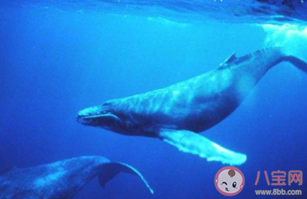 最新人类一分钟心跳是60-100次鲸鱼一分钟心跳是几次 蚂蚁庄园小课堂10月26日答案