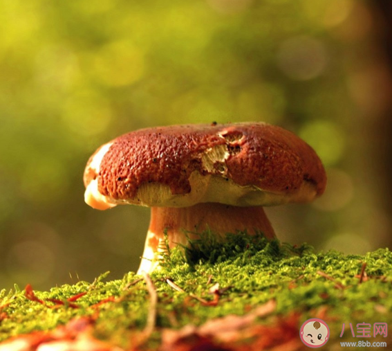 怎样鉴别野生的蘑菇是否有毒 食用毒蘑菇后怎么自我急救