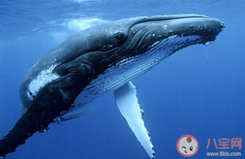 最新人类一分钟心跳是60-100次鲸鱼一分钟心跳是几次 蚂蚁庄园小课堂10月26日答案