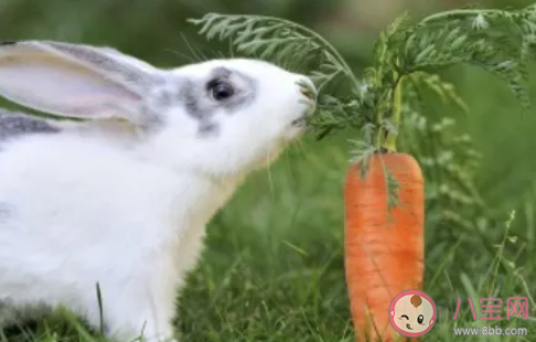 兔子最喜欢什么食物 蚂蚁庄园1月16日答案