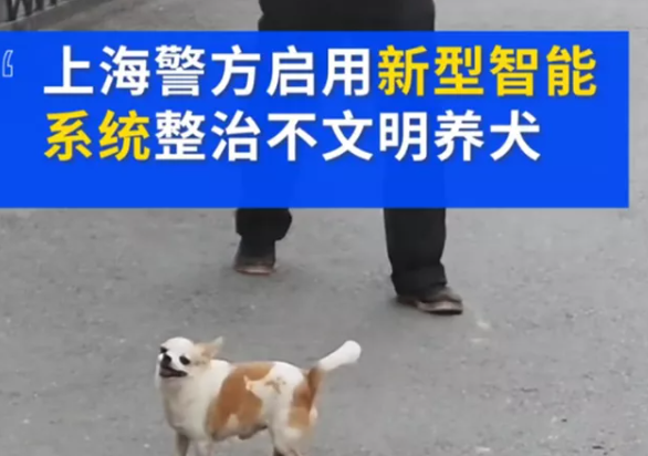上海不牵绳遛狗罚款多少钱 遛狗不牵狗绳有哪些处罚