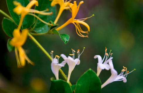 忍冬花又被称为金银花是因为什么 蚂蚁庄园10月16日答案
