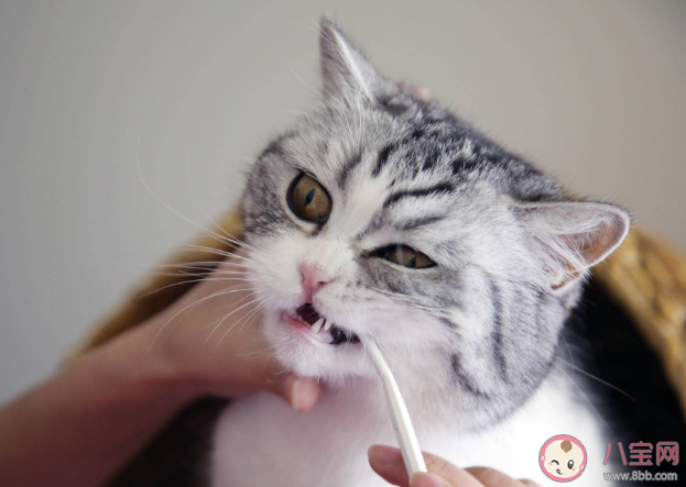 猫咪需要刷牙吗 不刷牙会影响猫咪寿命是真的吗