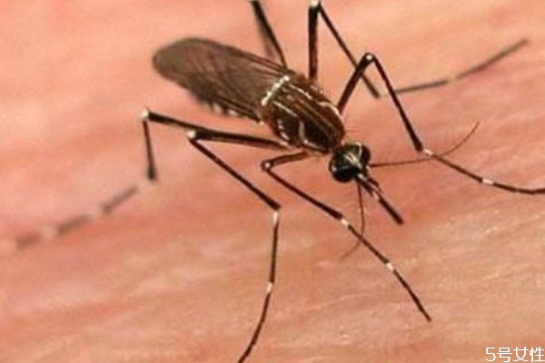 被蚊子咬了怎么止痒消肿 蚊子为什么要吸血