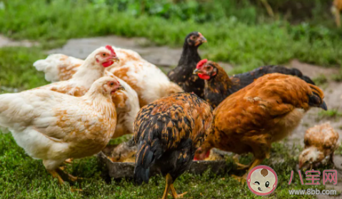 速成鸡和土鸡的营养价值区别大吗 速成鸡是打激素了吗