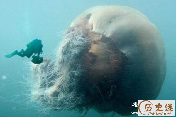 北极霞水母之世界最大的水母