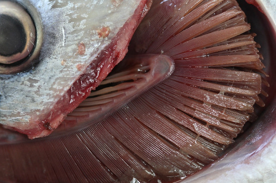鱼鳃两边的肉图片